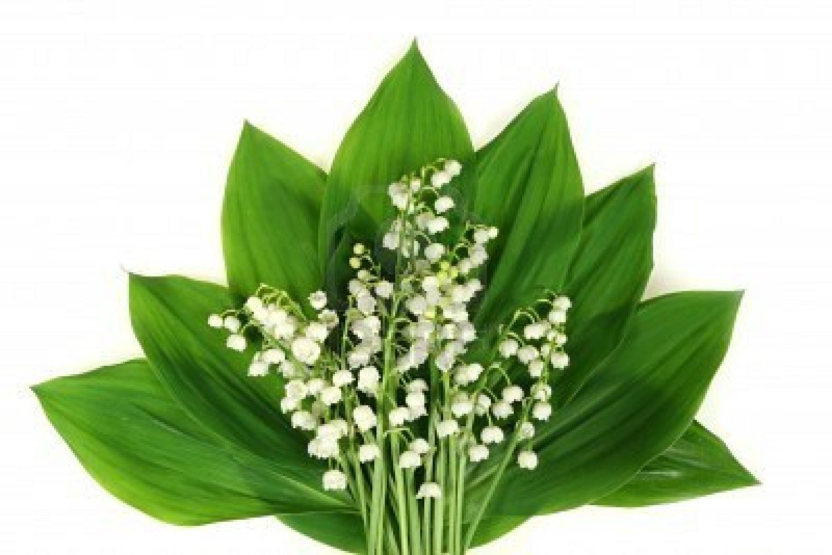 Convallaria Majalis